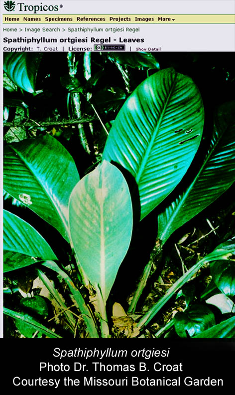 Spathiphyllum ortgiesi, Photo Dr. Thomas B. Croat, Courtesy the Missouri Botanical Garden