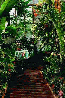The Exotic Rainforest, The Exotic Rain Forest