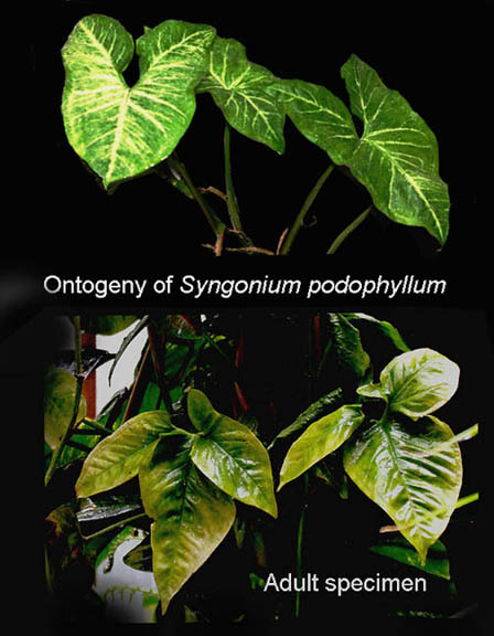 Syngonium podophyllum ontogeny, Photos copyright 2009 Steve Lucas, www.ExoticRainforest.com