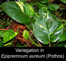 Variegation in Epipremnum aureum (Pothos), Photo Copyrigjt 2010 Steve Lucas, www.ExoticRainforest.com
