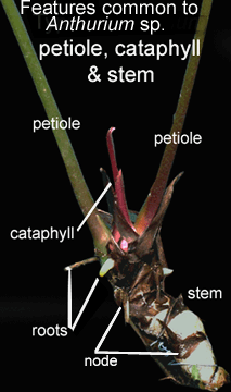 Anthurium stem, Anthurium petiole, Anthurium cataphyll, Anthurium root, Photo Copyright 2008, Steve Lucas, www.ExoticRainforest.com