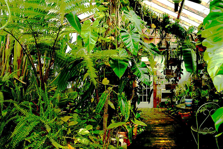 growing peace lily, Spathiphyllum and tropical plants in a home, The ExoticRainforest.com atrium, photo Copyright 2009, Steve Lucas, www.ExoticRainforest.com