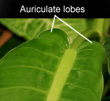 Auriculate leaf lobes, Photo Copyright 2010, Steve Lucas, www.ExoticRainforest.com