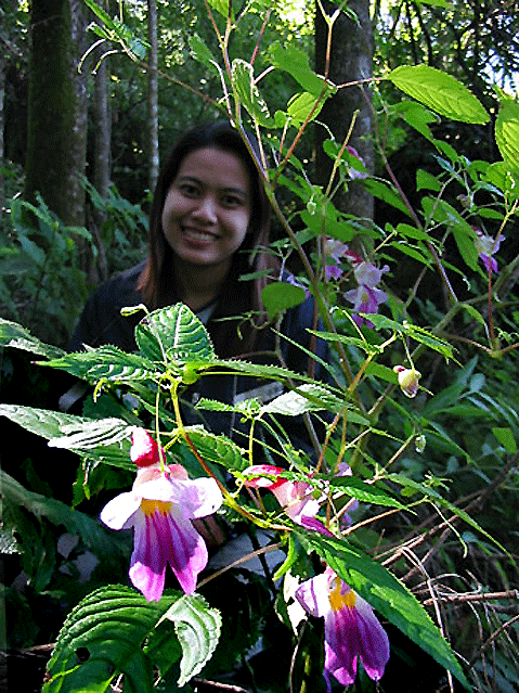 Impatiens psittacina looks more like a weed than a garden plant.  It grows 6 feet tall!