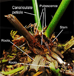 Canaliculate petiole, roots, stem pubescence, Photo Copyright 2010 Steve Lucas, www.ExoticRainforest.com