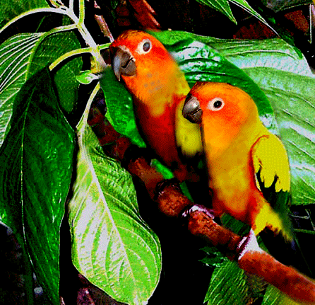 Tropical Rainforest Birds on Exotic Rainforest Rare Tropical Plants