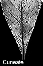 Cuneate leaf, www.ExoticRainforest.com