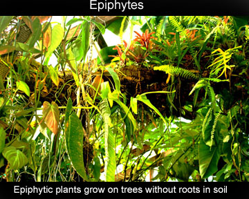 Epiphytes.  Epiphytic plants grow on trees without roots in soil, Photo Copyright 2010 Steve Lucas, www.ExoticRainforest.com