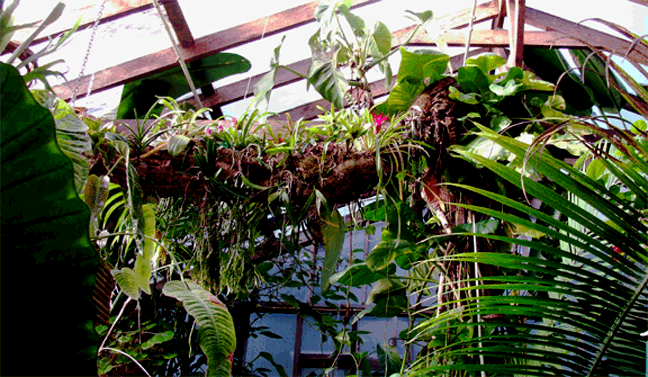 Epiphyte tree inside ExoticRainforest atrium, NW Arkansas, Photo Copyright 2008, Steve Lucas, www.ExoticRainforest.com