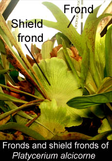Fronds and Shield fronds of Platycericum alcicorne, Photo Copyright 2009, Steve Lucas, www.ExoticRainforest.com
