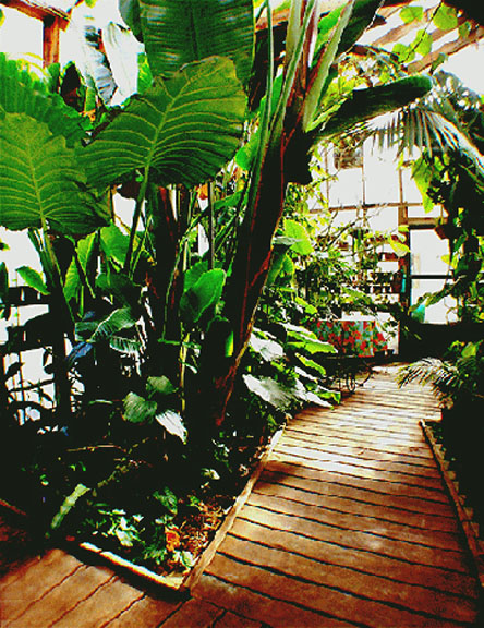 Light and Season in the Exotic Rainforest atrium, Photo Copyright 2006, Steve Lucas, www.ExoticRainforest.com