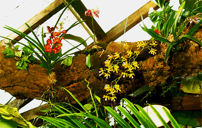 epiphytic tree, Exotic Rainforest atrium, Photo Copyright 2008 Steve Lucas, www.ExoticRainforest.com