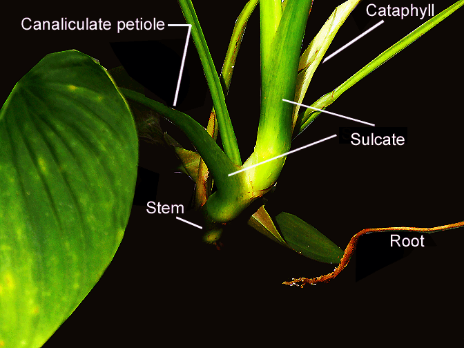 Undecribed Philodendron species from Ecuador, sometimes incorrectly sold as Philodendron rubrocinctum, Photo Copyright 2009, Steve Lucas, www.ExoticRainforest.com