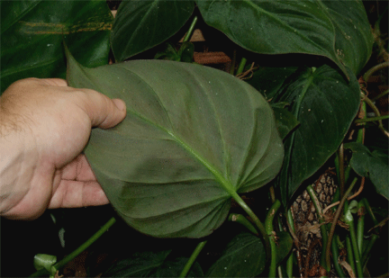 Philodendron hederaceum with green underside, Photo Copyright 2008, Steve Lucas, www.ExoticRainforest.com