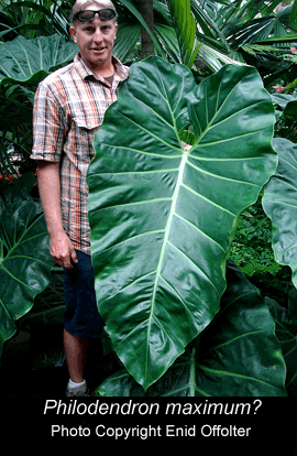 Philodendron maximum, Photo Copyright 2008, Enid Offolter, Natural Selections Exotics, Fort Lauderdale, FL