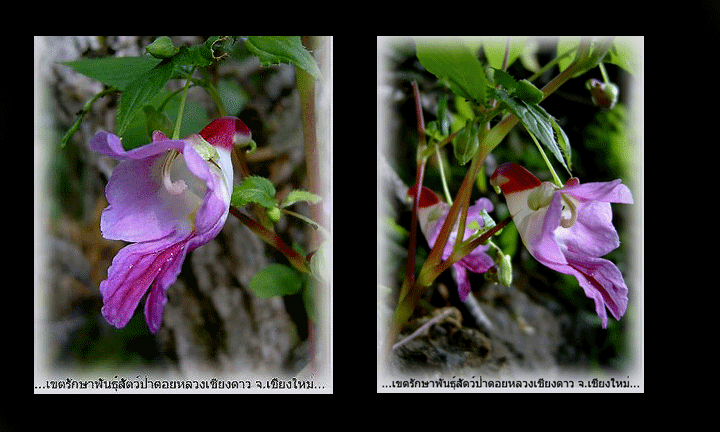 Impatiens psittacina, the Rare Thailand Parrot Flower