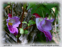 Impatiens psittacina, the rare Thailand Parrot Flower