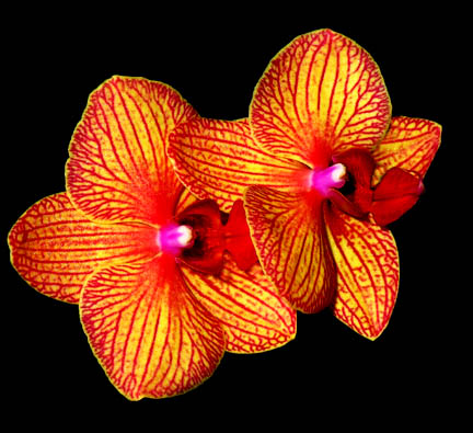 Phaleonopsis orchid, Photo Copyright 2007, Steve Lucas, www.ExoticRainforest.com