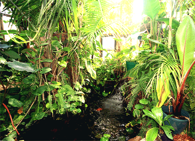 The pond and waterfall from the park bench, The Exotic Rainforest, Photo Copyright 2009, Steve Lucas, www.ExoticRainforest.com