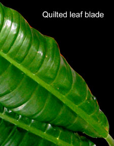 Quilted leaf blade, Croat 101488, Photo Copyright 2008, Steve Lucas, www.ExoticRainforest.com