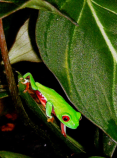 juvenile (baby) Costa Rican red eye tree frog, Photo Copyright 2007, Steve Lucas, www.ExoticRainforest.com