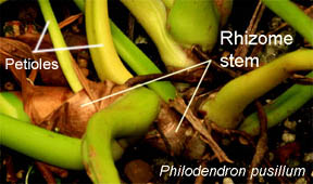 Rhizome or rhizomatous stem, Photo Copyright 2010 Steve Lucas, www.ExoticRainforest.com