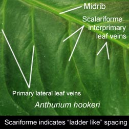 Scalariforme interprimary leaf veins (ladder like), Anthurium hookeri, Photo Copyright 2009 Steve Lucas, www.ExoticRainforest.com
