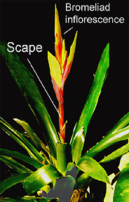 Bromeliad scape, Photo Copyright 2007, Steve Lucas, www.ExoticRainforest.com