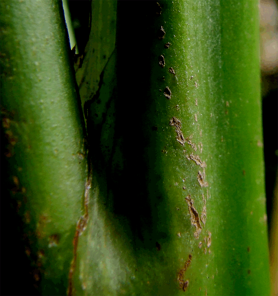 Undecribed Philodendron species from Ecuador, sometimes incorrectly sold as Philodendron rubrocinctum, Photo Copyright 2009, Steve Lucas, www.ExoticRainforest.com