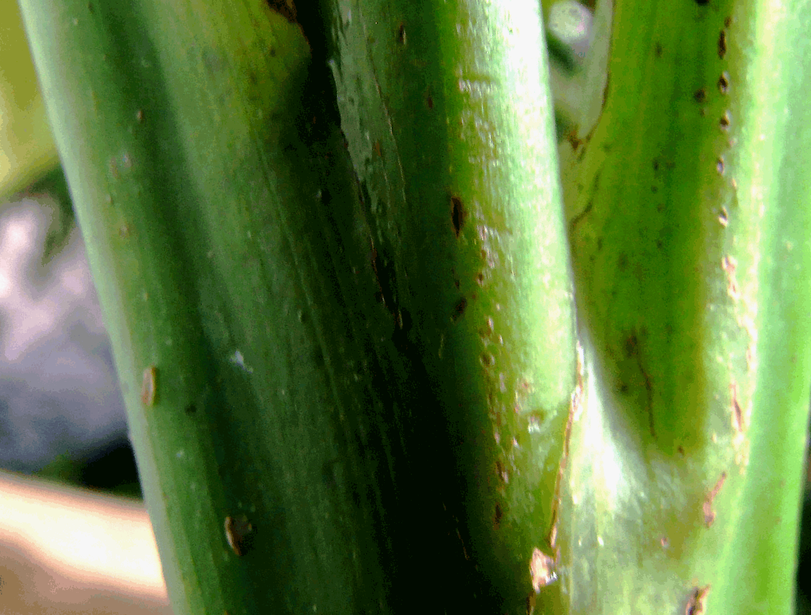 Undecribed Philodendron species from Ecuador, sometimes incorrectly sold as Philodendron rubrocinctum, Photo Copyright 2009, Steve Lucas, www.ExoticRainforest.com