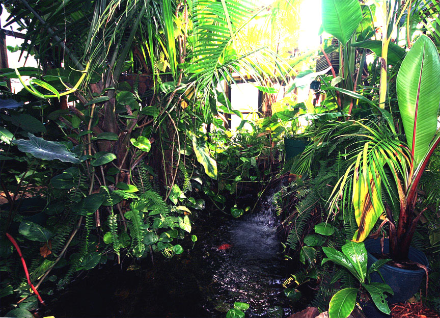 tropical  Waterfall and pond inside the Exotic Rainforest atrium, Siloam Springs, AR, Photo Copyright 2009 Steve Lucas, www.ExoticRainforest.com