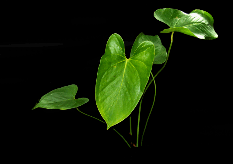 Anthurium longipeltatum, Copyright 2008, Steve Lucas, www.ExoticRainforest.com