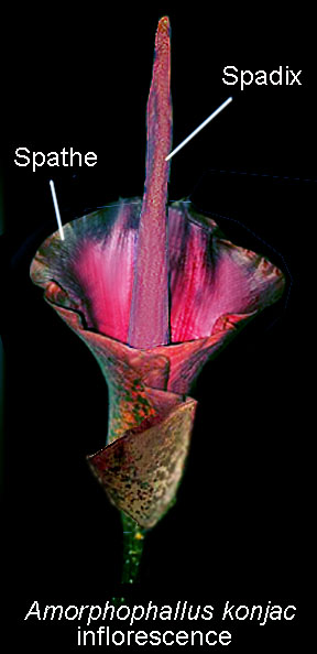 Amorphophallus konjac inflorescence, www.ExoticRainforest.com