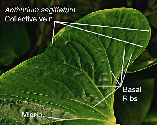 Anthurium sagittatum, vein structure including collective vein, Photo Copyright 2009, Steve Lucas, www.ExoticRainforest.com
