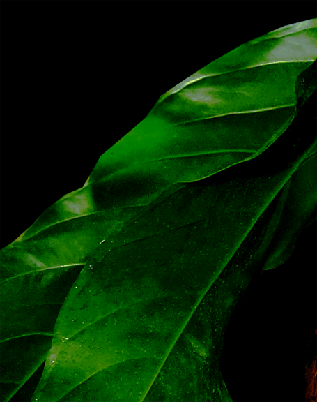 Anthurium colonicumleaf veins, Photo Coyright 2007, Steve Lucas, www.ExoticRainforest.com