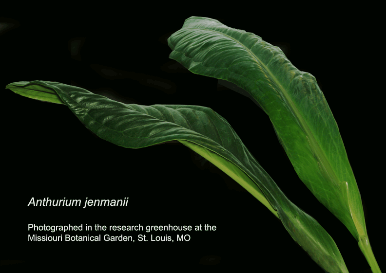 Anthurium jenmanii photographed at the Missouri Botanical Garden, St. Louis, MO, Photo Copyright 2009, Steve Lucas, www.ExoticRainforest.com