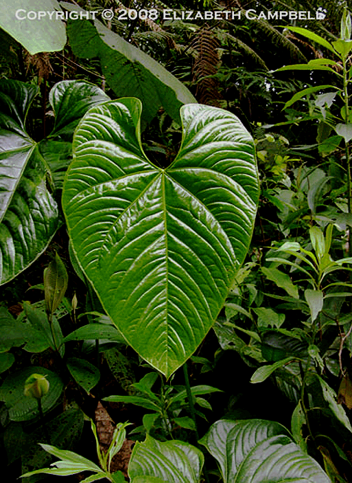 Anthurium sagittatum photographed in Ecuador, Photo Copyright 2008 Elizabeth Campbell