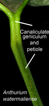 Anthurium watermaliense canaliculate geniculum and petiole, Photo Copyright 2008, Steve Lucas, www.ExoticRainforest.com