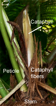 Anthurium watermaliense cataphyll and stem, Photo Copyright 2008, Steve Lucas, www.ExoticRainforest.com
