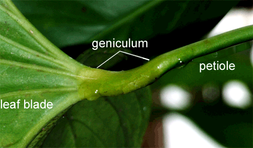 Anthurium watermaliense geniculum, Photo Copyright 2008, Steve Lucas, www.ExoticRainforest.com
