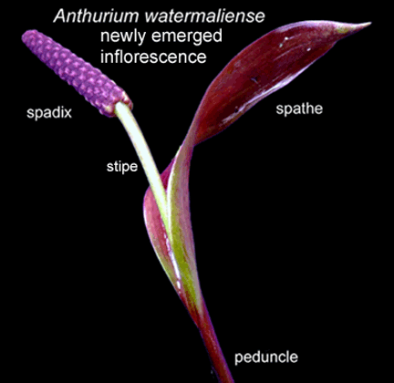 Anthurium watermaliense, spathe, spadix, stipe, peduncle, Photo Copyright 2008, Steve Lucas, www.ExoticRainforest.com