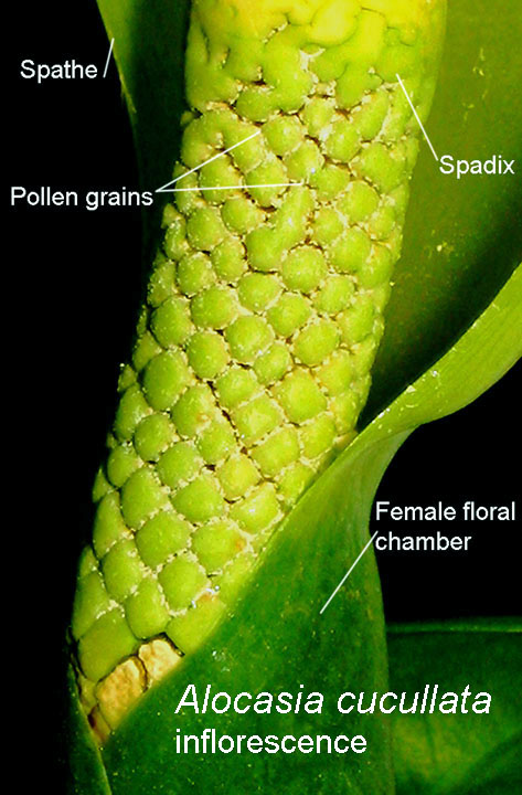Alocasia cucullata inflorescence with pollen, Photo Copyright 2010 Steve Lucas, www.ExoticRainforest.com