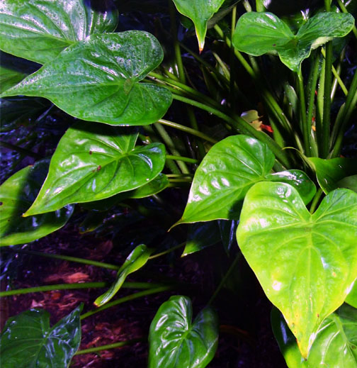 Alocasia cucullata  (Lour.) G. Don, Photo Copyright 2008, Steve Lucas,  www.ExoticRainforest.com