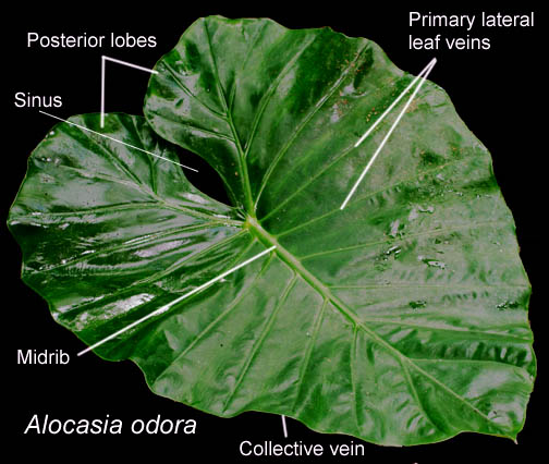 Alocasia odora blade, Photo Copyright 2009, Steve Lucas, www.ExoticRainforest.com