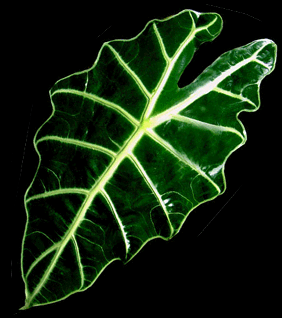 Alocasia Amazonica, Photo Copyright 2007. Steve Lucas, www.ExoticRainforest.com