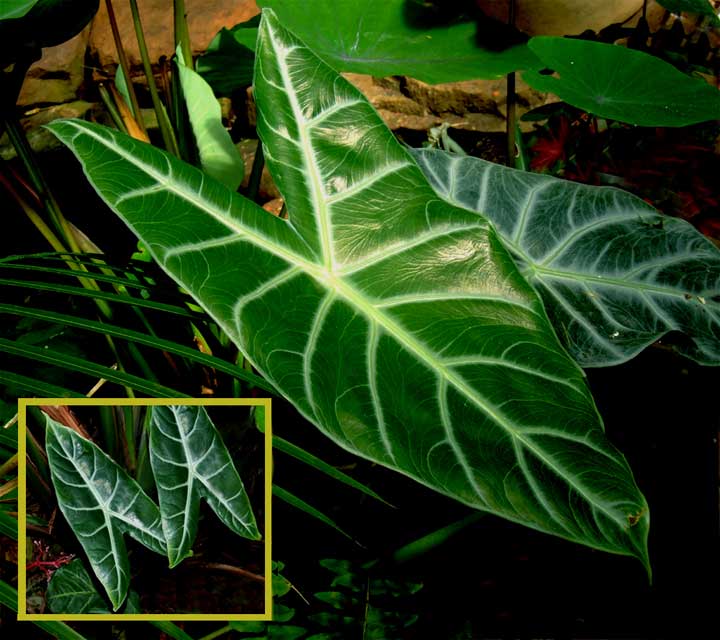 Alocasia longiloba Miq., synonym Alocasia lowii, Photo Copyright 2008, Steve Lucas, www.ExoticRainforest.com