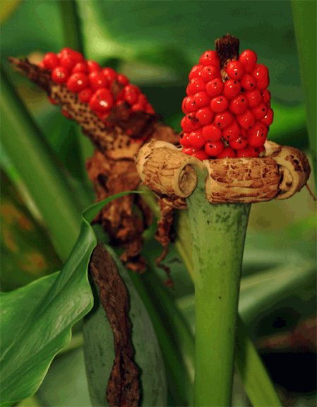 Alocasia odora infructescence, photo Copyright 2009, Steve Lucas, www.ExoticRainforest.com