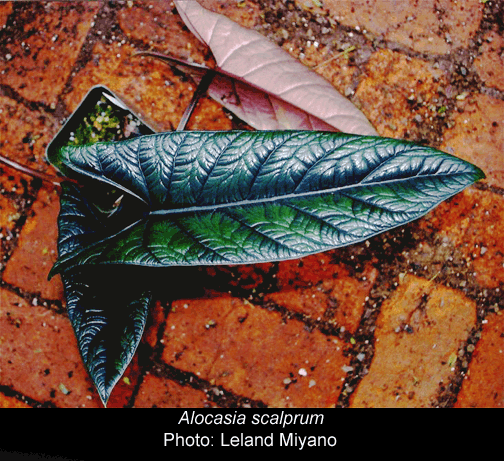 Alocasia scalprum, Photo Leland Miyano, Copyright 2007