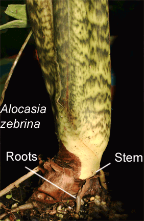 Alocasia zebrina stem, Photo Copyright 2009, Steve Lucas, www.ExoticRainforest.com