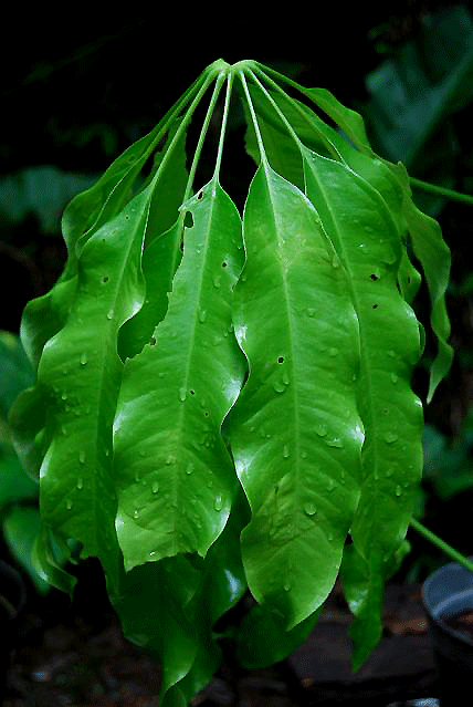 Anthurium eminens Schott, Photo Copyright 2008 Joep Moonen, French Guiana